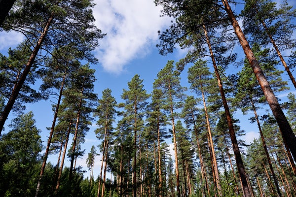 Hallituksen metsäsuojelusta neuvottelut kariutuvat – miljardeja maksavaksi voi tulla EU:n säädösten noudattaminen