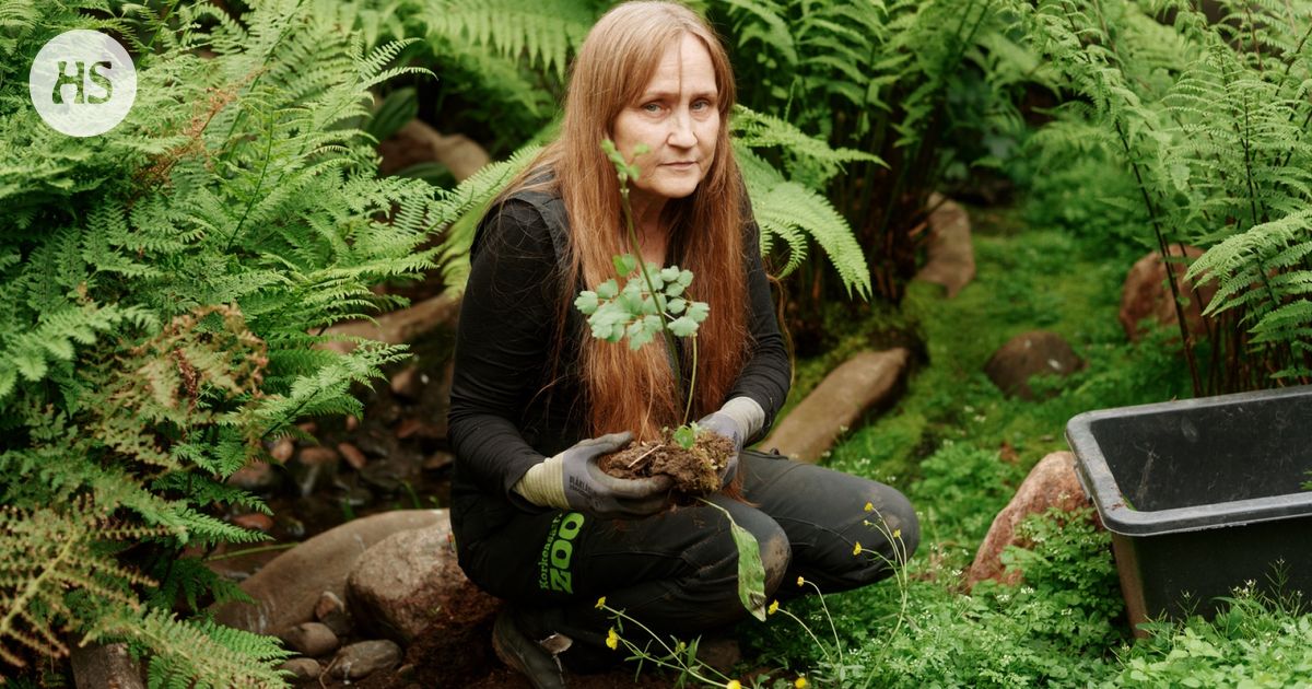 Korkeasaaressa etsitään uutta suuntaa eläintarhan arjelle – kuvituskuva