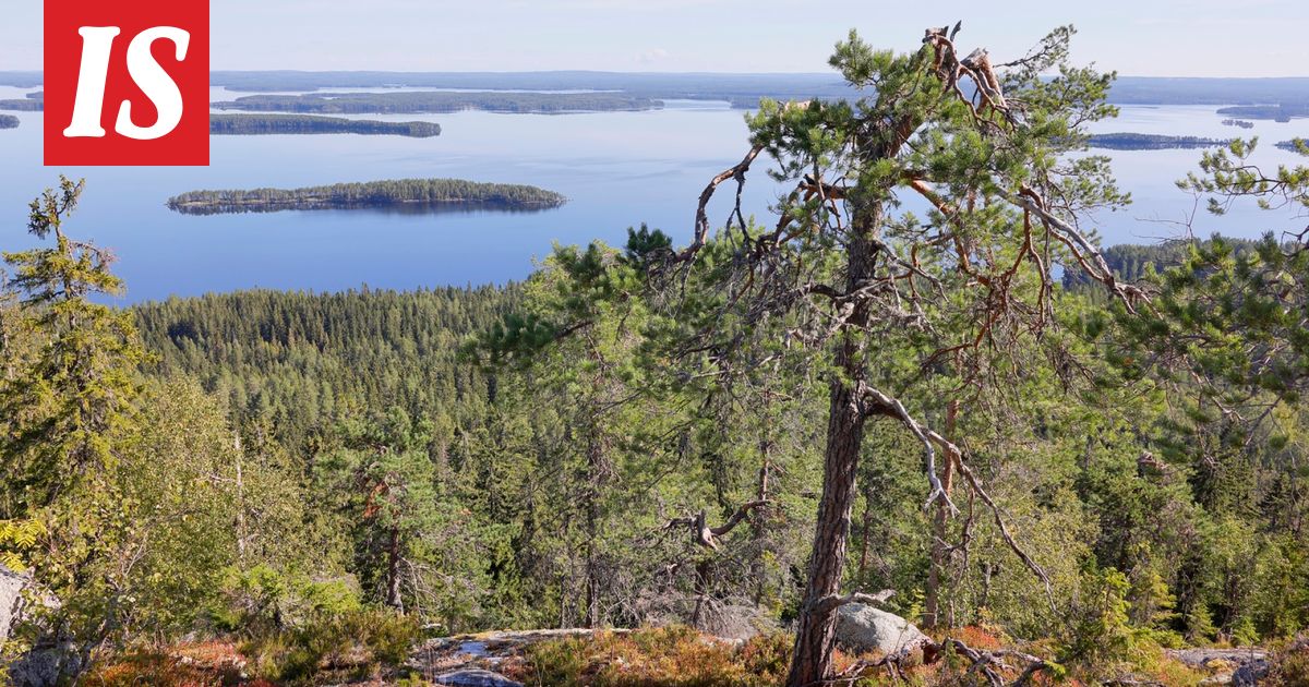 Kuuluisa mänty on kuollut ja jäänyt seisomaan kelona – kuvituskuva