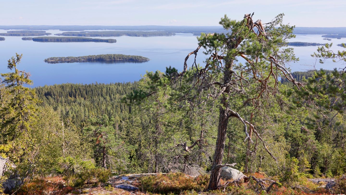 Kuuluisa mänty on kuollut ja jäänyt seisomaan kelona