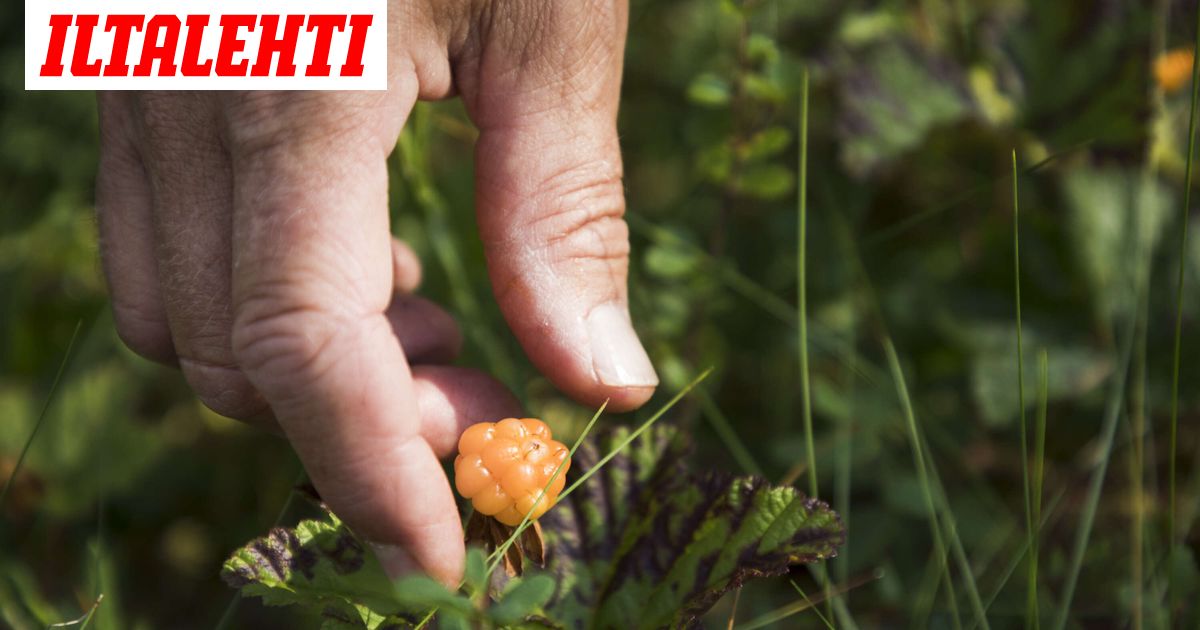 Marjakriisi iskemässä Suomeen – poimijoiden puute uhkaa satoa – kuvituskuva