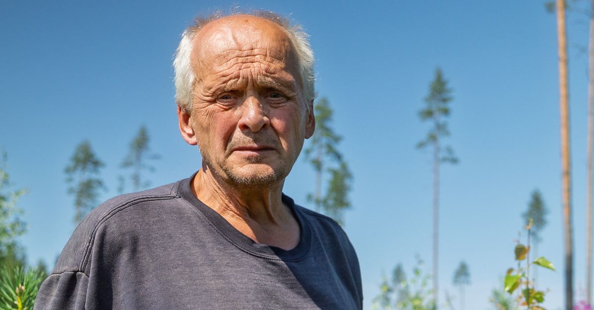 Metsänomistaja vastuussa luonnonsuojelurikoksesta – liito-oravansuojelu asettaa vaatimuksia hakkuille – kuvituskuva