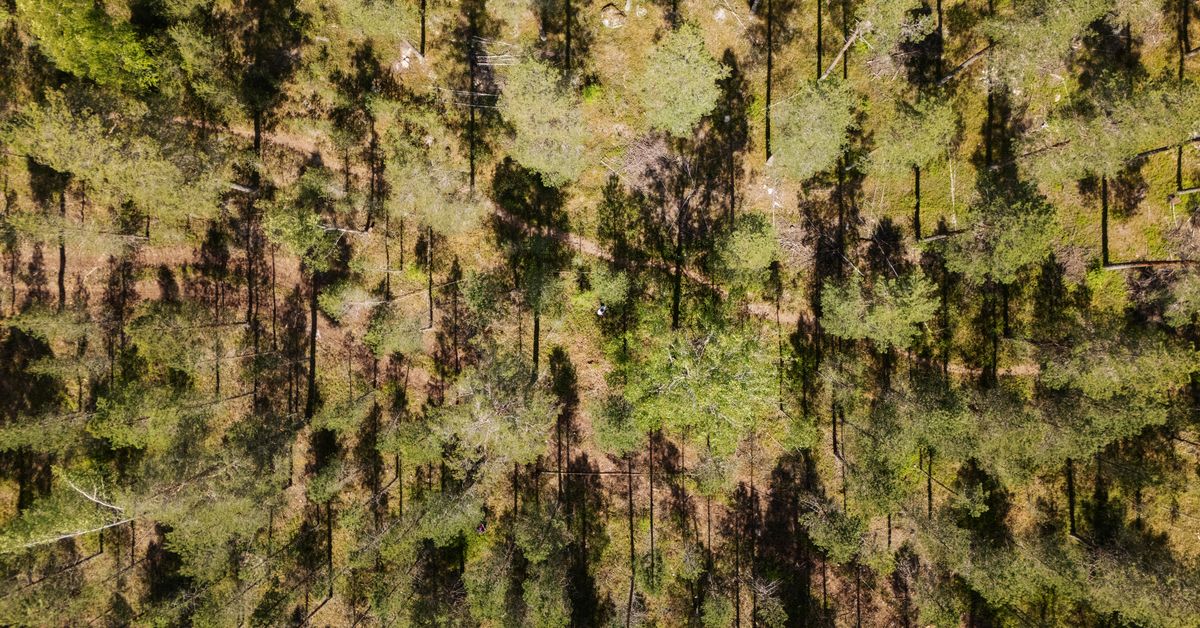 Onko Järvenpään sarjamurhaaja vain myytti? Julma metsämurha nostaa vanhat kysymykset uudelleen esiin – kuvituskuva