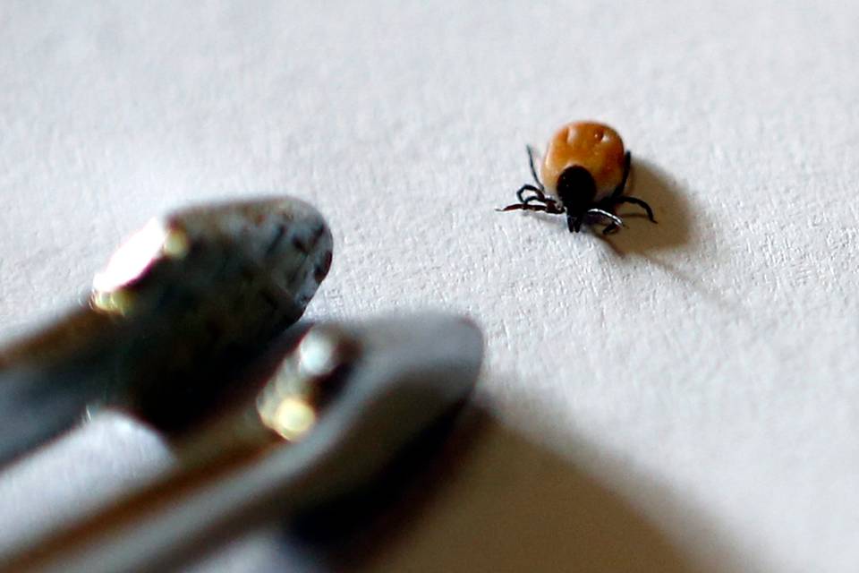Punkin levittämää tautia todettu ennätysmäärin – rokotteita haetaan nyt innokkaasti myös omalla rahalla