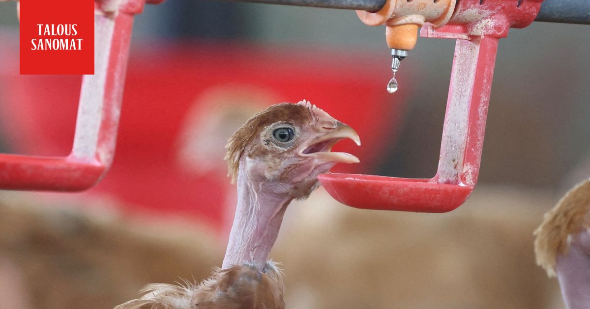 Ranskan kanat kuoleman kielissä – satojatuhansia kuollut – kuvituskuva