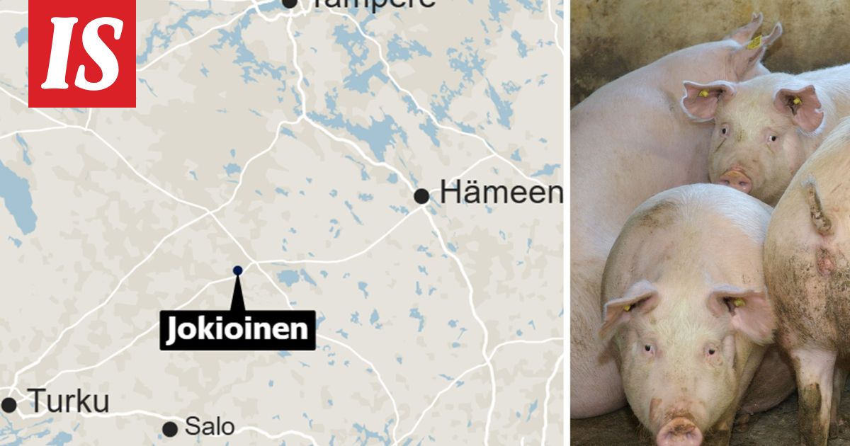 Sikala tulessa Jokioisilla – 800 sikaa kuollut