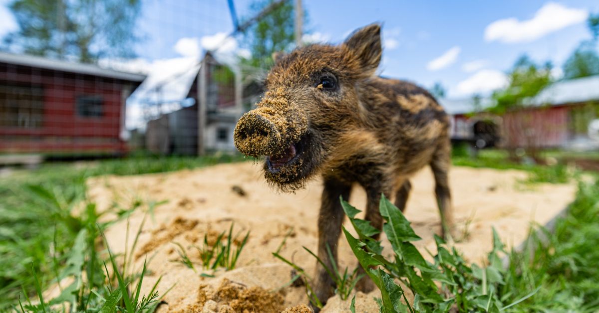 Sometähti villisika-Seppo on kuollut – kuvituskuva