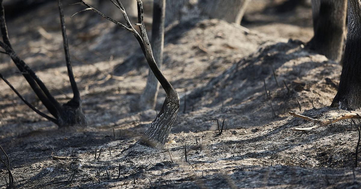 Suomessa aletaan estää maastopaloja erikoisella tavalla: sytyttämällä tulipaloja