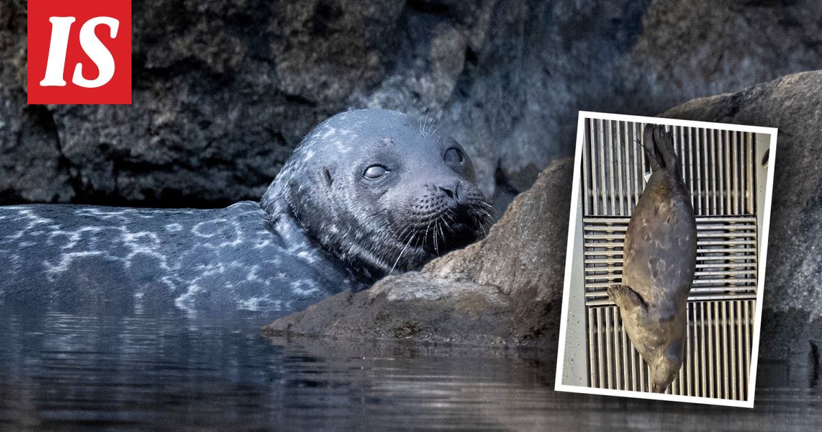 Taas synkkä uutinen Saimaalta – huoli heräsi norpista – kuvituskuva