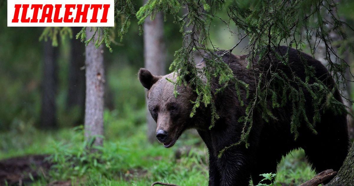 Vaaratiedote Kiteelle: karhu liikkuu keskustan alueella – kuvituskuva